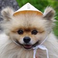 ポメラニアンの里親…