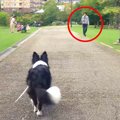 犬は散歩中に『飼い…