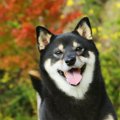 ラリーオビディエン…