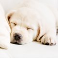 愛犬にとって最適な…
