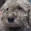 飼い主に置き去りに…
