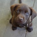 子犬のしつけを始め…