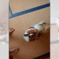 『進入禁止でしゅ！…