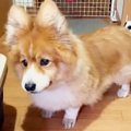 「お散歩…」フラッフ…