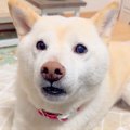 犬が『犬語』でおし…