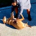 【話題】大型犬をと…