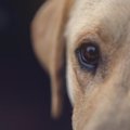 犬の「眼」の仕組み…