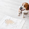 犬のトイレに関する…