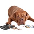 犬を飼うと苦労する…