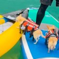 犬が『カヤックに乗…