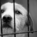 近所で犬の虐待を見…