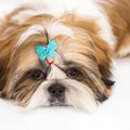 シーズーの飼い方　…