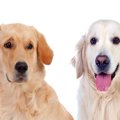 犬の『表情』で分か…