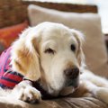 8歳を超えた愛犬の行…