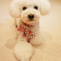 犬用品┃ペット用品通…
