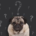 犬のマナーベルトっ…