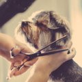 犬種によってトリミ…