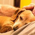 犬を認知症になりに…