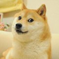 飼いたい犬種1位の柴…