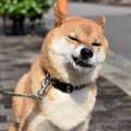 犬の『アゴが震えて…