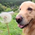 大型犬に『たんぽぽ…