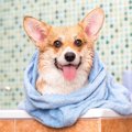寒い季節は犬も毎日…