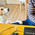 犬が何かを伝えよう…