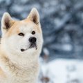 ロシアのプーチン大…