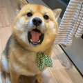 犬がお肉がほしい時…