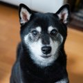 シニア犬が過ごしや…