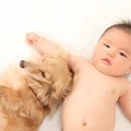 メス犬は小児喘息の…