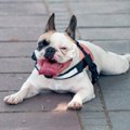 犬が『舌を出しっぱ…
