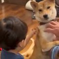 小さな男の子が『犬…