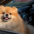 犬とのドライブに持…