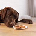 室内犬を飼う時にし…