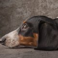 犬の口を掴んで叱る…