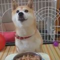 ほのぼの(*´ω｀*)柴…