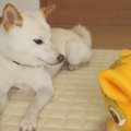 ゲームセンターで取…