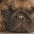 犬の『寂しいサイン…