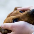 犬が『口を震わせる…