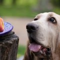 犬が果物の種を食べ…