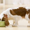 犬の食器『絶対NGな…