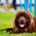 超大型犬６選！世界…