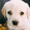 犬が甘える時の仕草5…