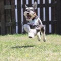 ドッグランにも種類…