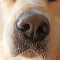犬の嗅覚と医療現場…