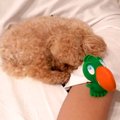 寝てる犬の前に『新…