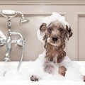 「お風呂が好きな犬…