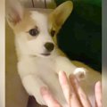 子犬に『おやすみ』…