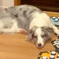世界一賢い犬種に『…